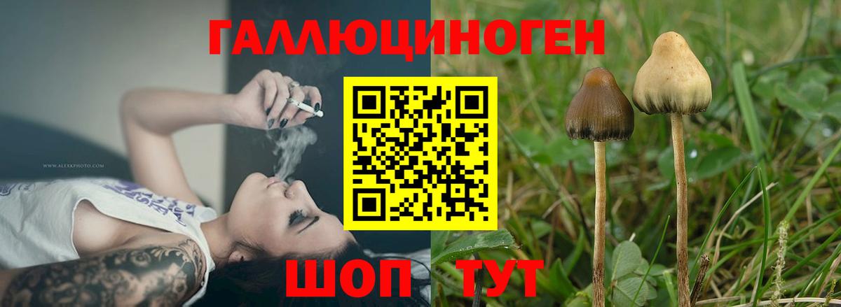 Псилоцибиновые грибы Psilocybine cubensis  Вход с VPN  Ртищево 